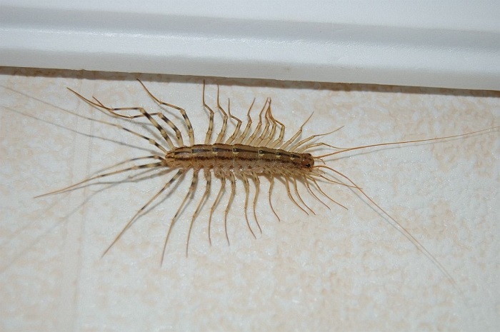 Избавиться от мухоловок