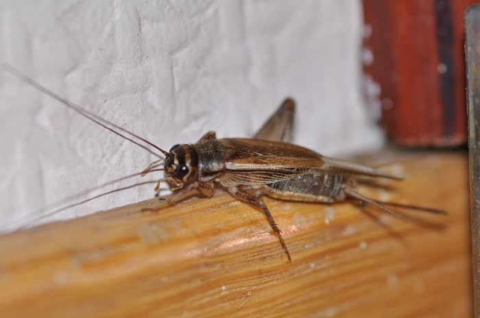 Уничтожение от сверчков в доме