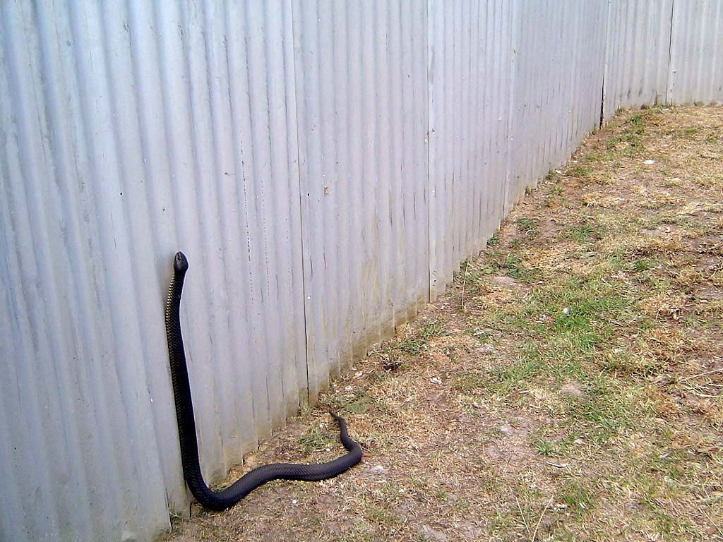 Уничтожение змей в Мурино