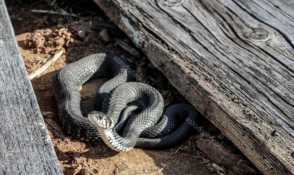 Уничтожение змей в Парголово
