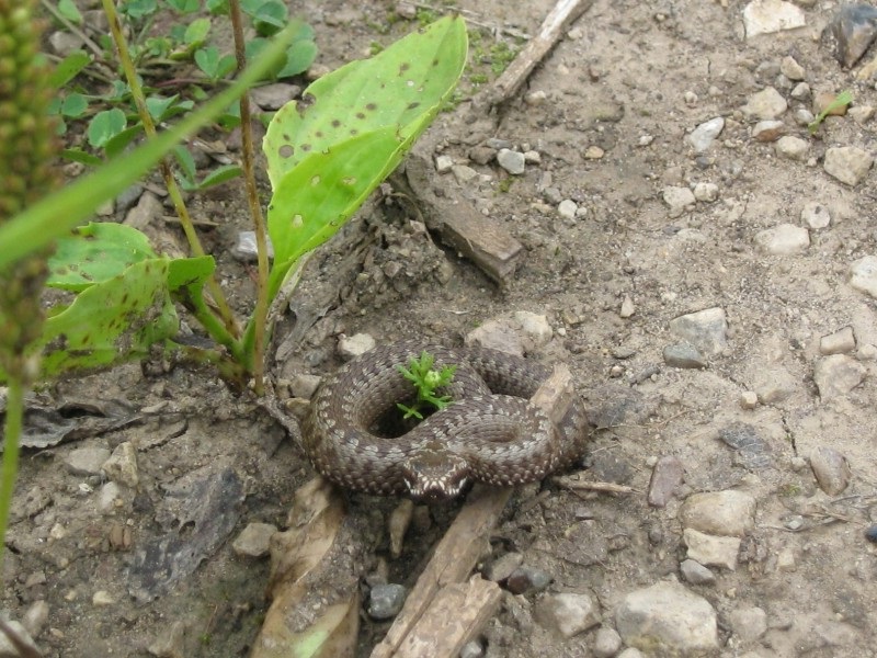 Уничтожение змей в Кудрово