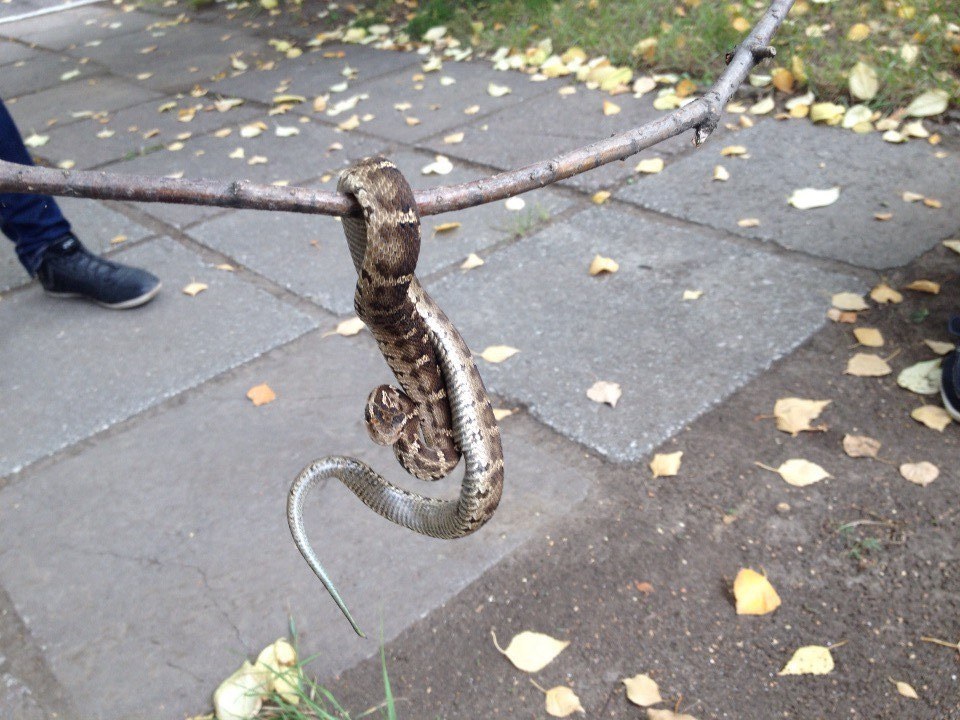 Уничтожение змей в Шушарах