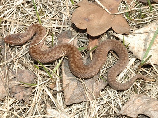 Уничтожение змей в Кронштадте