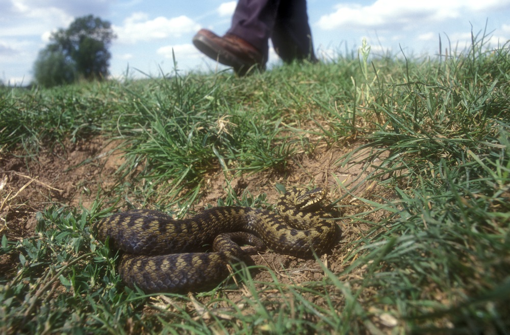 Уничтожение змей в Ломоносове
