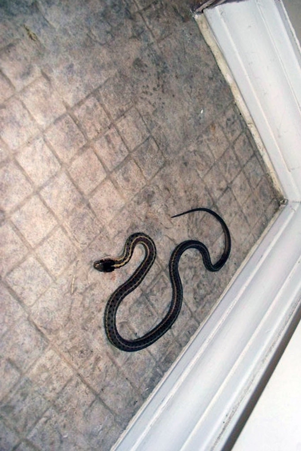 Уничтожение змей в Новое Девяткино