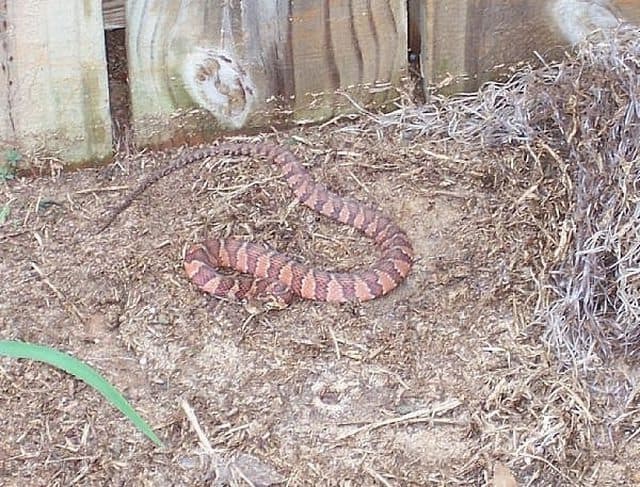 Уничтожение змей в Павловске