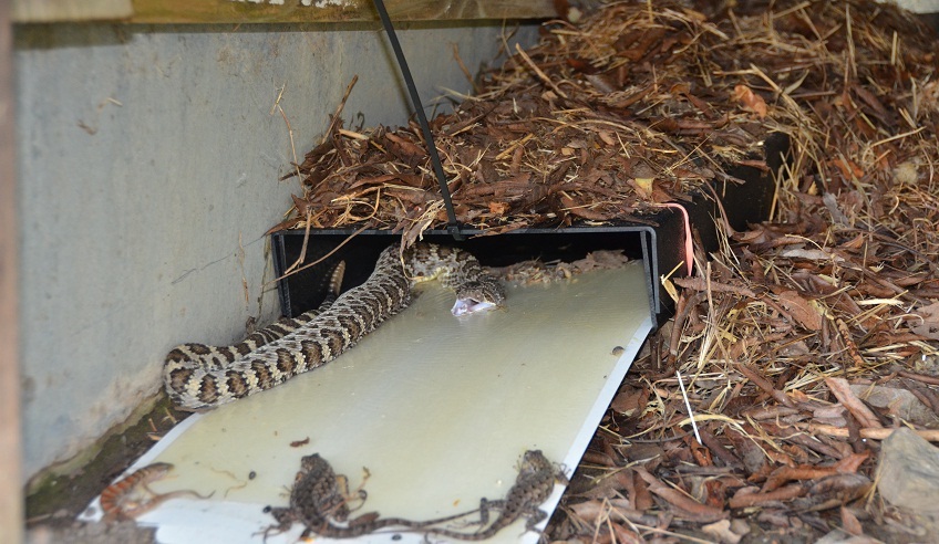 Уничтожение змей в Зеленогорске