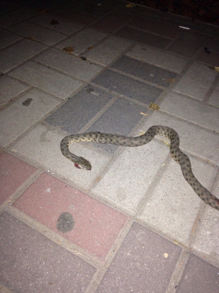 Уничтожение змей в Янино-1