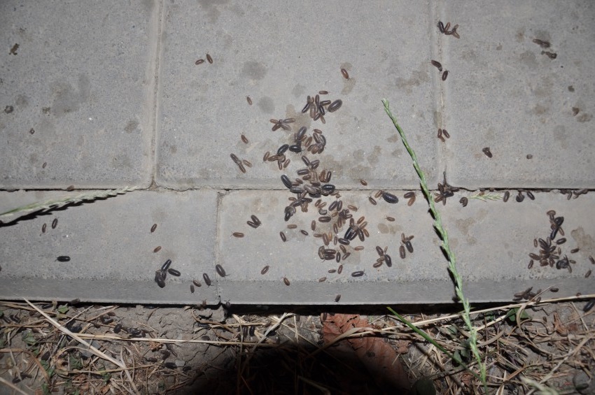 Уничтожение мокриц