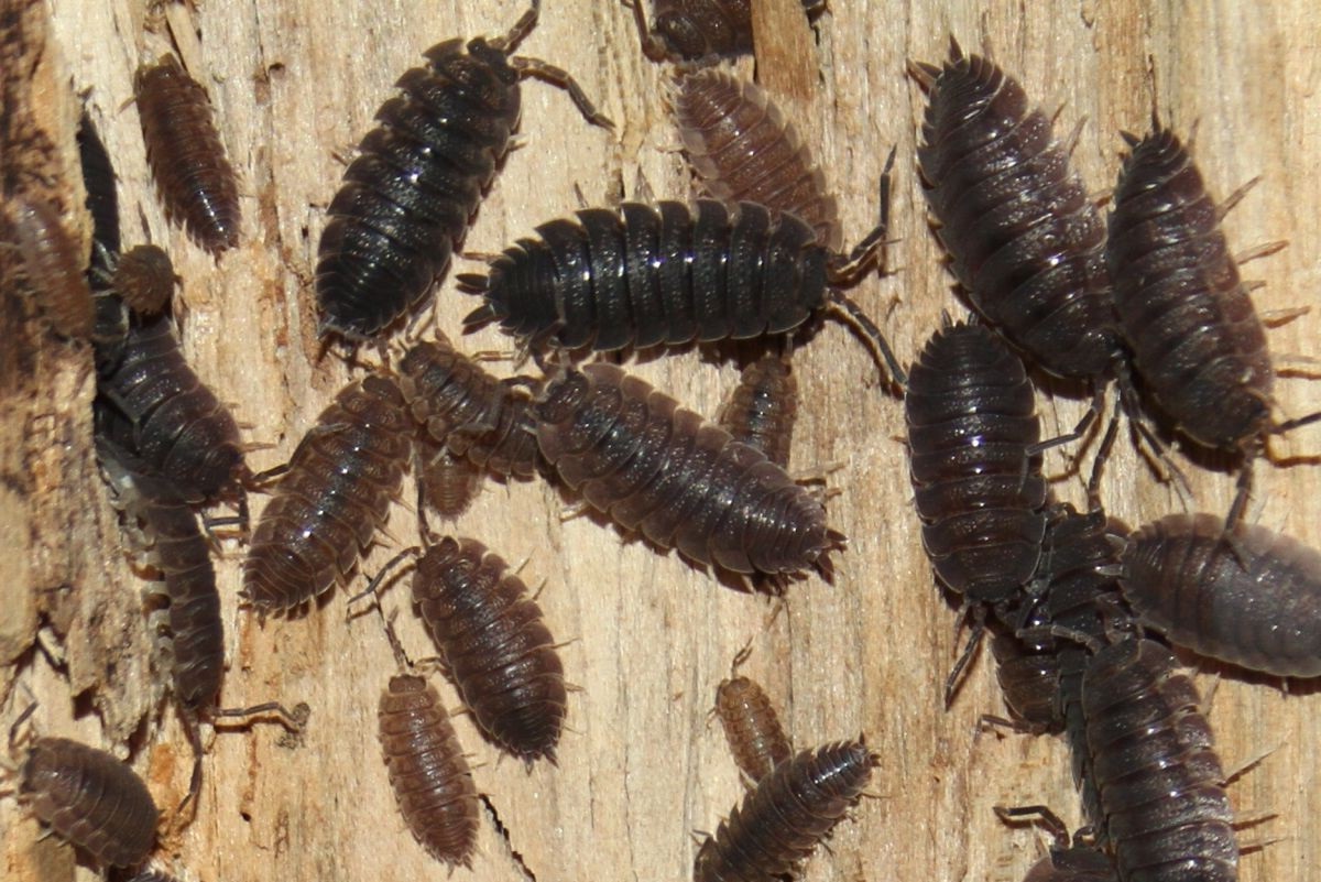 Уничтожение мокриц