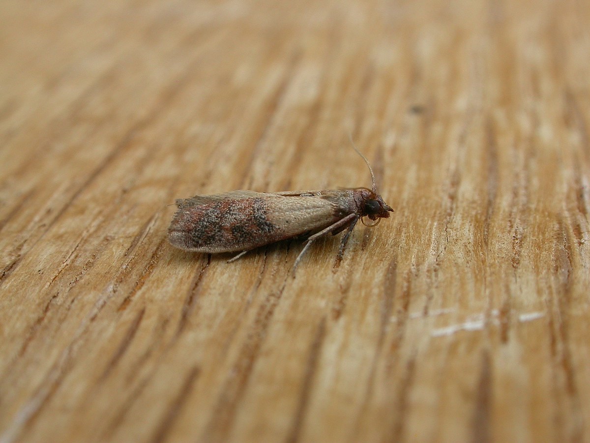 Уничтожение моли