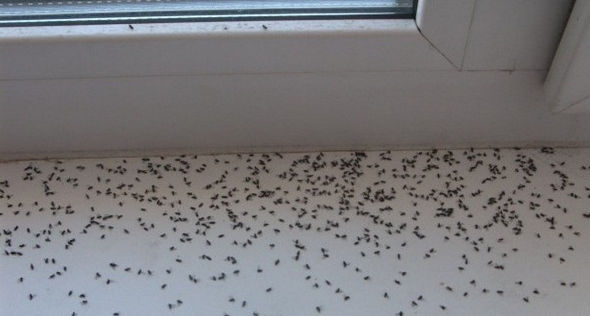 Избавиться от мошек