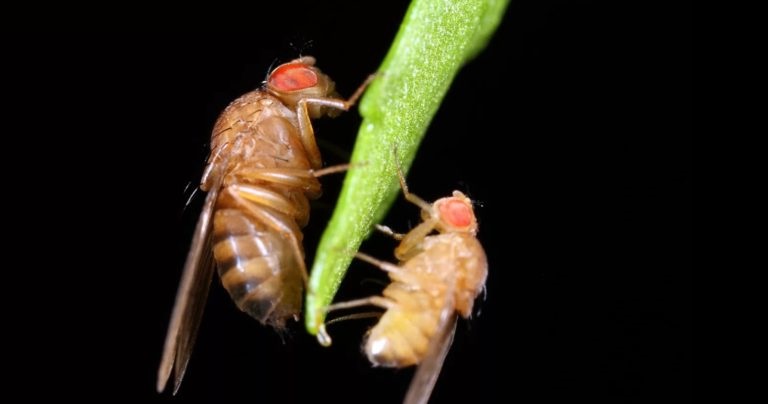 Уничтожение мошки