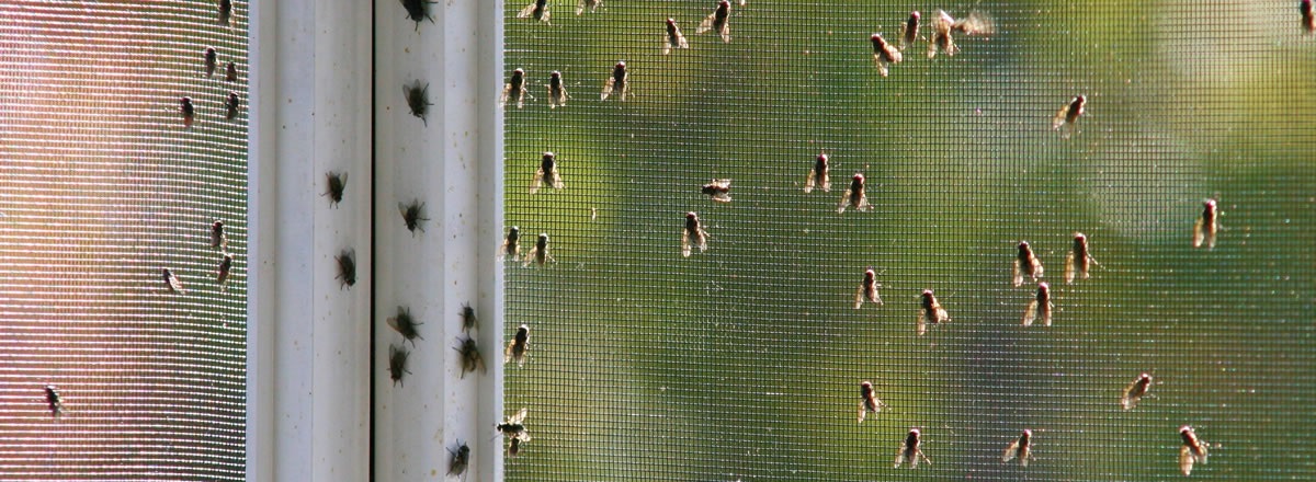 Уничтожение мух