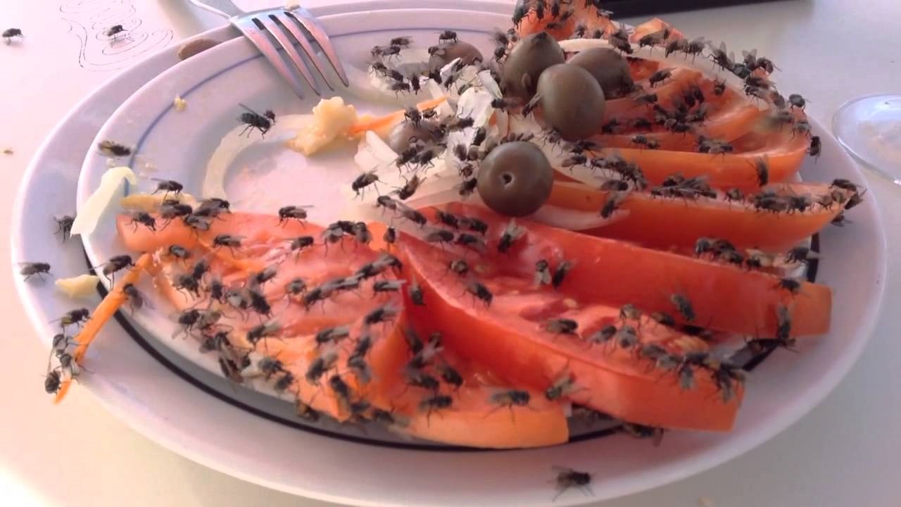 Уничтожение мух в доме