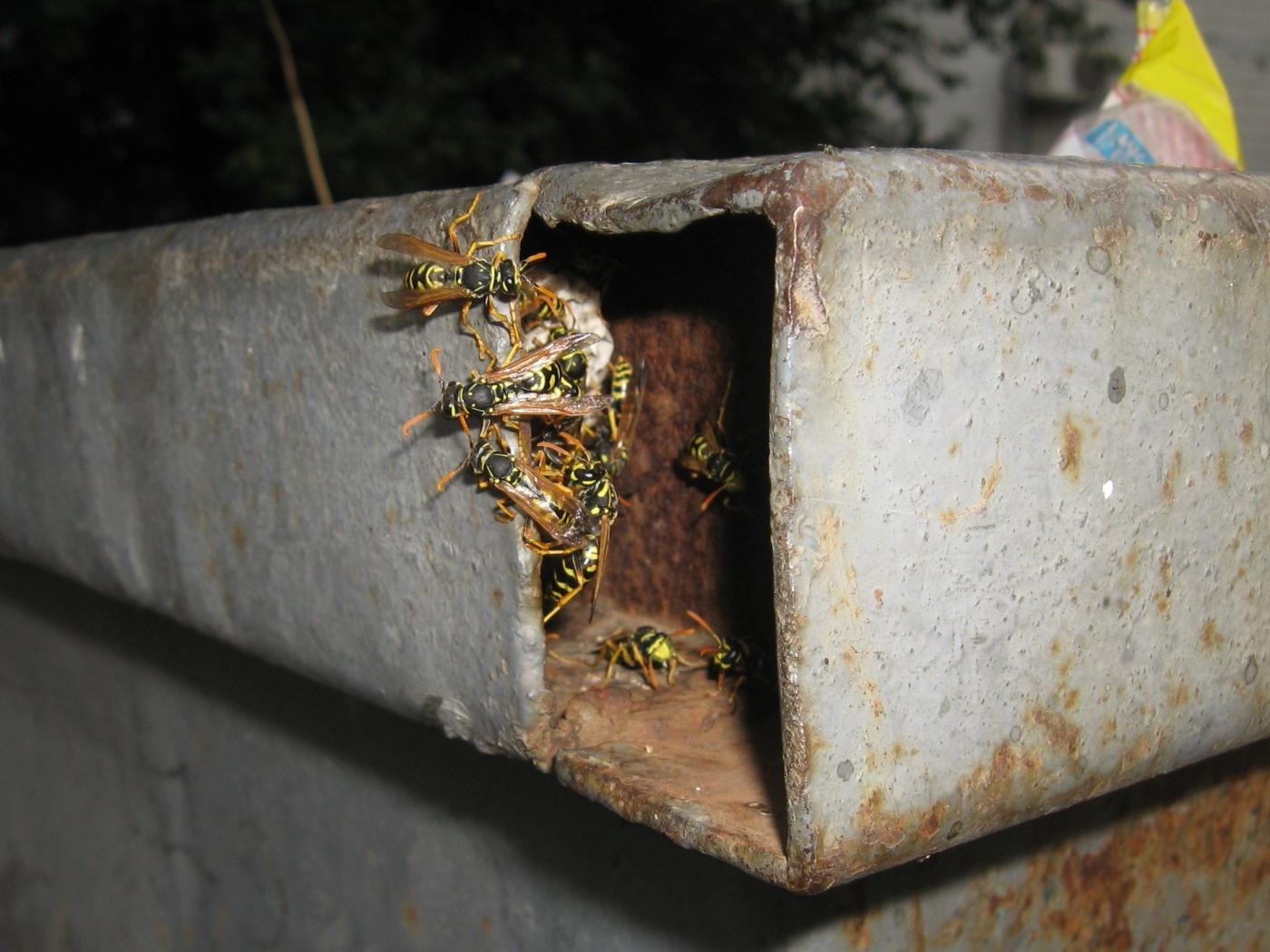 Избавление от ос