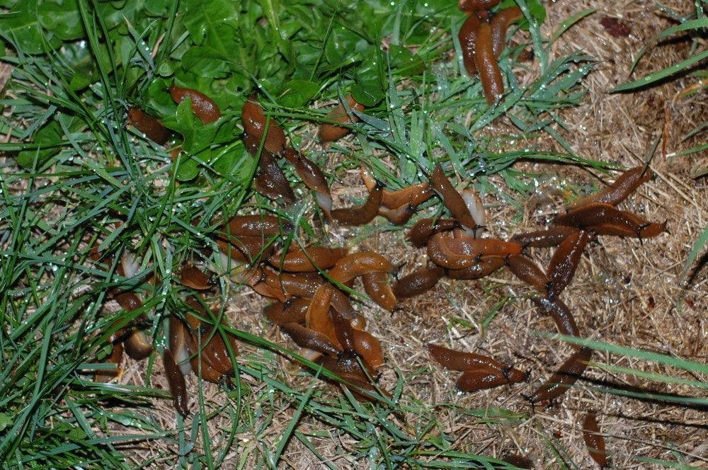 Борьба со слизнями