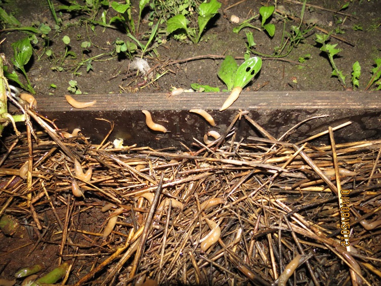 Травление слизней