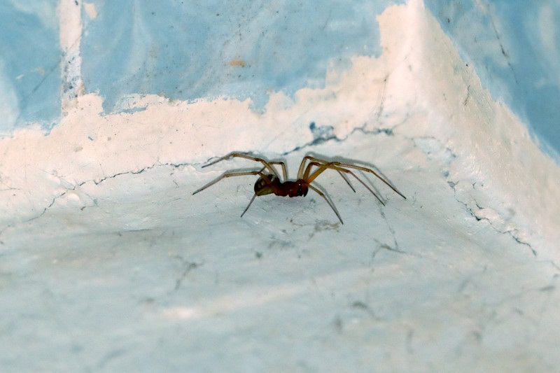 Уничтожение пауков