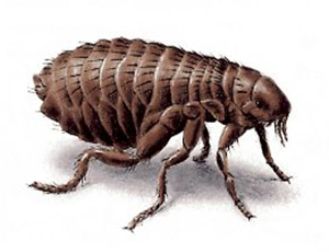 уничтожение блох