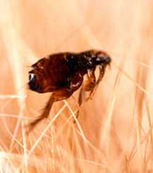 уничтожение блох