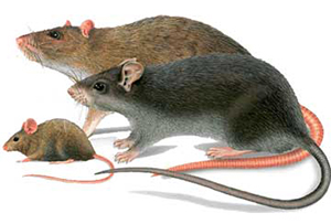 дератизация