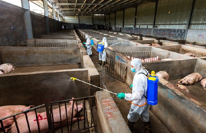 Дезинфекция чумки