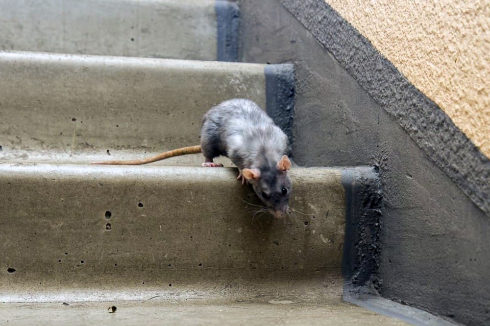Уничтожение крыс в Петергофе за короткие сроки