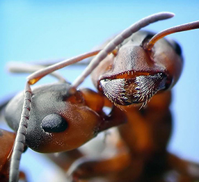 уничтожение муравьев