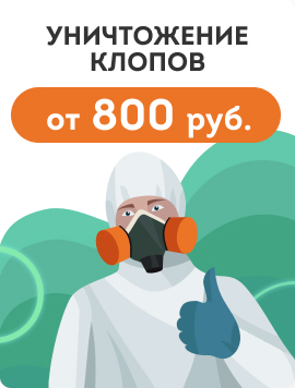 Уничтожение клопов
